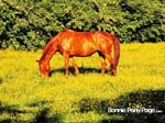 bpp_desktop03