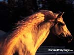 bpp_desktop15