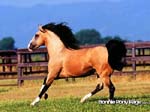 bpp_desktop24