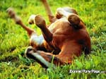 bpp_desktop26