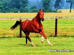 bpp_desktop37