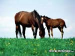 bpp_desktop43