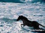 bpp_desktop46