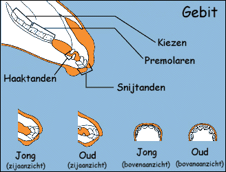 Gebit