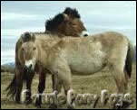 Prezwalski paarden