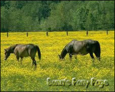 Twee paarden in wei
